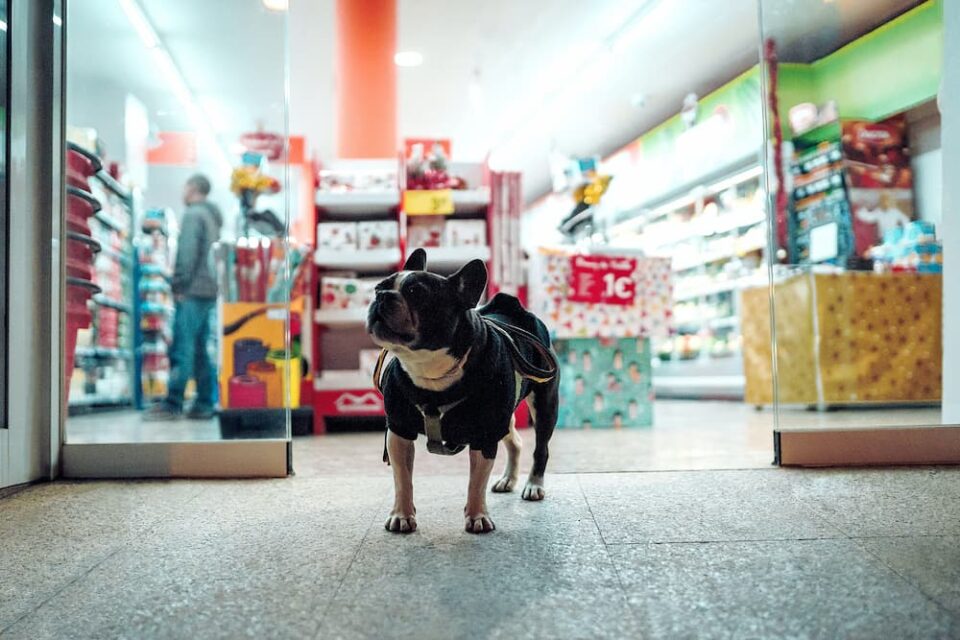 ペットショップ・鳥獣店用WordPressテンプレートおすすめ５選（初心者向き日本語スマホ対応テーマ）