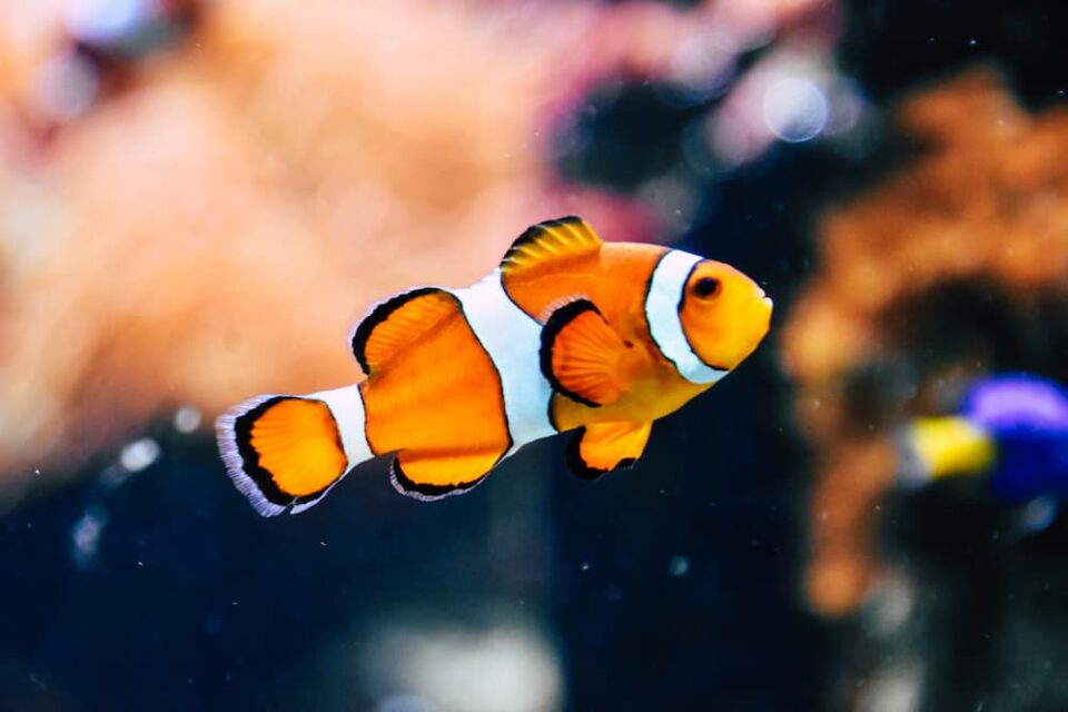 金魚屋・熱帯魚・アクアリウム店用WordPressテンプレートおすすめ５選（初心者向き日本語スマホ対応テーマ）