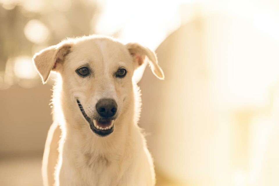 ドッグトレーナー・飼育員用WordPressテンプレートおすすめ５選（初心者向き日本語スマホ対応テーマ）