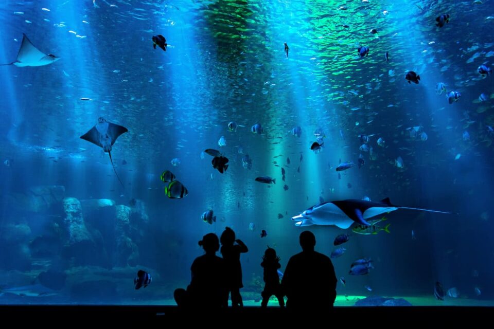 水族館・ドルフィントレーナー用WordPressテンプレートおすすめ５選（初心者向き日本語スマホ対応テーマ）